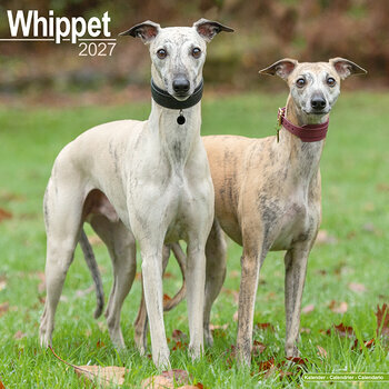 Calendrier 2027 Whippet