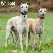 Calendrier Mural 2027 Whippet L�vrier 