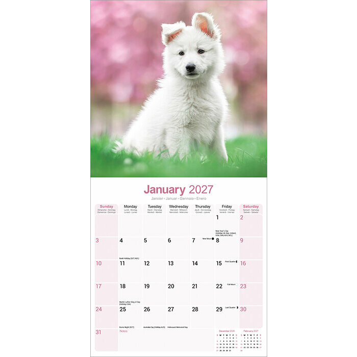 Calendrier papier 2027 Berger blanc suisse