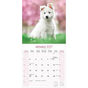 Calendrier papier 2027 Berger blanc suisse