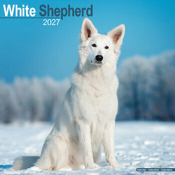 Calendrier 2027 Berger Blanc Suisse