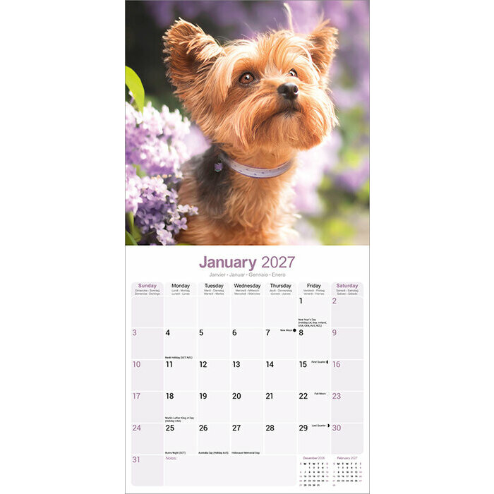 Calendrier 2027 Yorkshire Terrier Calendrier Mural 2027 Yorkshire terrier