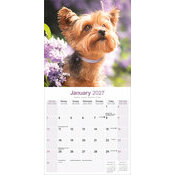 Calendrier 2027 Yorkshire Terrier Calendrier Mural 2027 Yorkshire terrier