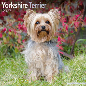 Calendrier 2027 Yorkshire Terrier