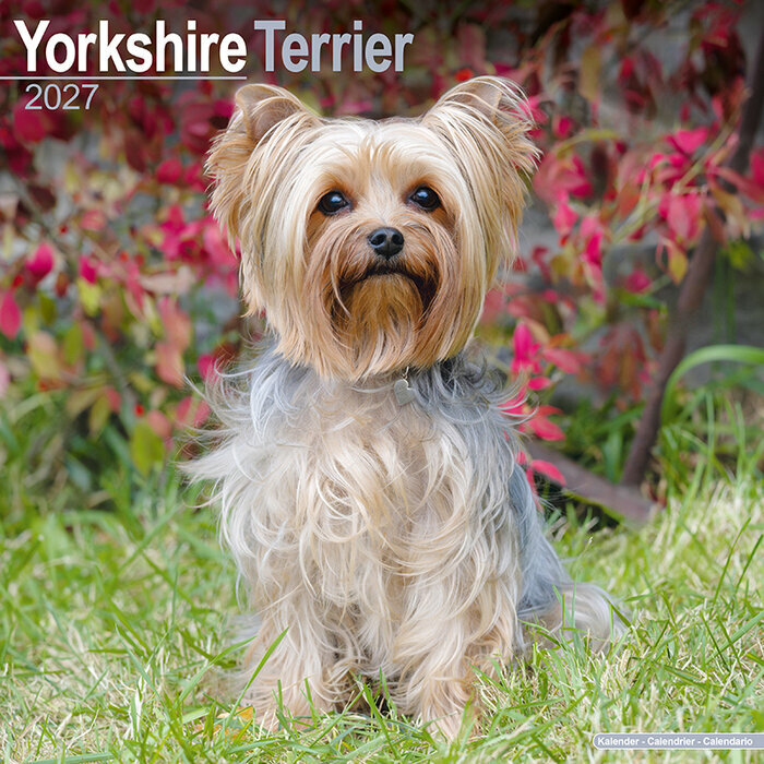 Calendrier 2027 Yorkshire Terrier Calendrier Mural 2027 Yorkshire
