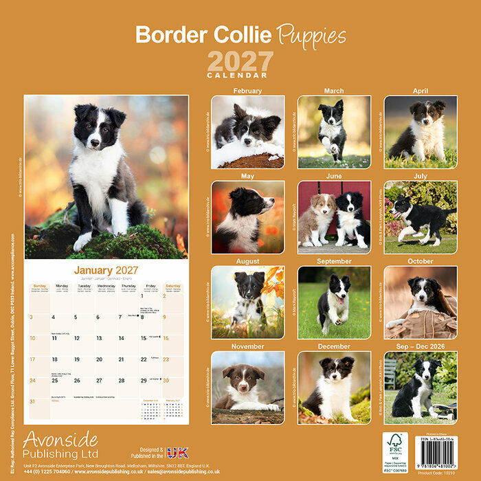 Calendrier 2027 Border Collie chiot