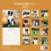 Calendrier 2027 Border Collie chiot