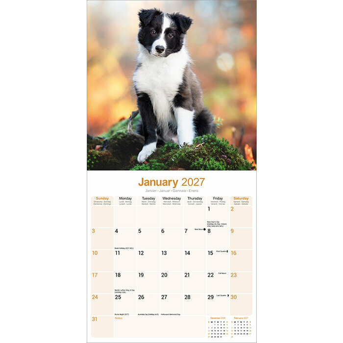 Calendrier papier 2027 Border Collie chiot