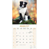 Calendrier papier 2027 Border Collie chiot