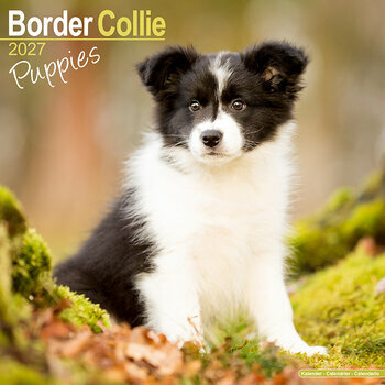 Calendrier 2027 Chiots Border Collie