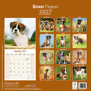 Calendrier 2027 Chiots Boxer