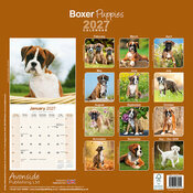 Calendrier 2027 Chiots Boxer Calendrier Mural Chiot Boxer 2027