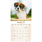 Calendrier 2027 Chiots Boxer Calendrier Chiot Boxer Mignon 2027