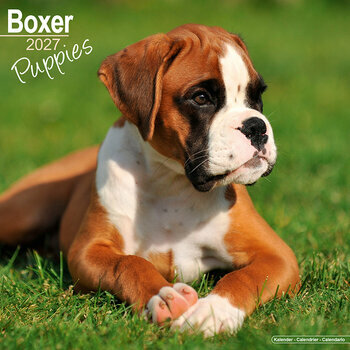 Calendrier 2027 Chiots Boxer