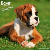 Calendrier 2027 Chiots Boxer Calendrier Mural Chiot Boxer Mignon 2027