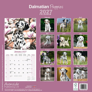 Calendrier 2027 Chiots Dalmatien
