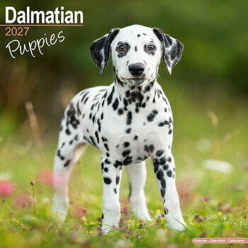 Calendrier 2027 Chiots Dalmatien