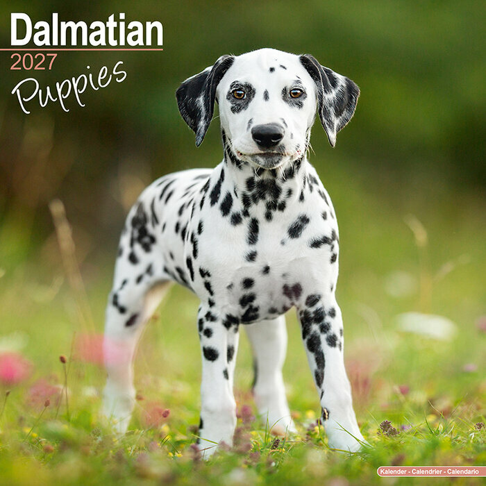 Calendrier 2027 Chiots Dalmatien Calendrier Mural 2027 Dalmatien chiot