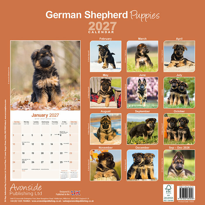 Calendrier 2027 Berger Allemand chiot