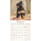 Calendrier papier 2027 Berger Allemand chiot