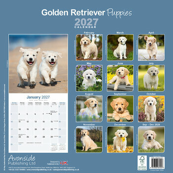 Calendrier 2027 Chiots Golden Retriever