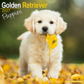 Calendrier Mural Chiot Golden Retriever 2027