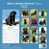 Calendrier 2027 Labrador Noir Chiot