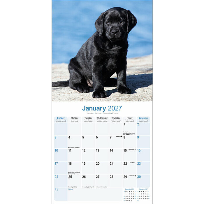 Calendrier papier 2027 Labrador Noir Chiot
