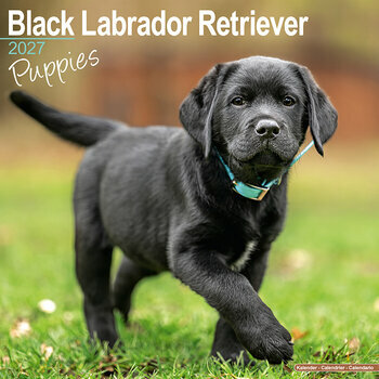 Calendrier 2027 Chiots Labrador Noir