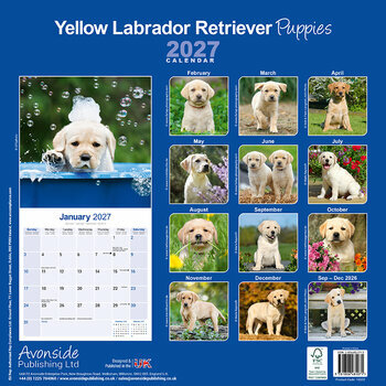 Calendrier 2027 Chiots Labrador Retriever Sable