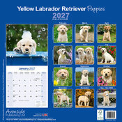 Calendrier 2027 Chiots Labrador Retriever Sable Calendrier mural Labrador Chiot 2027