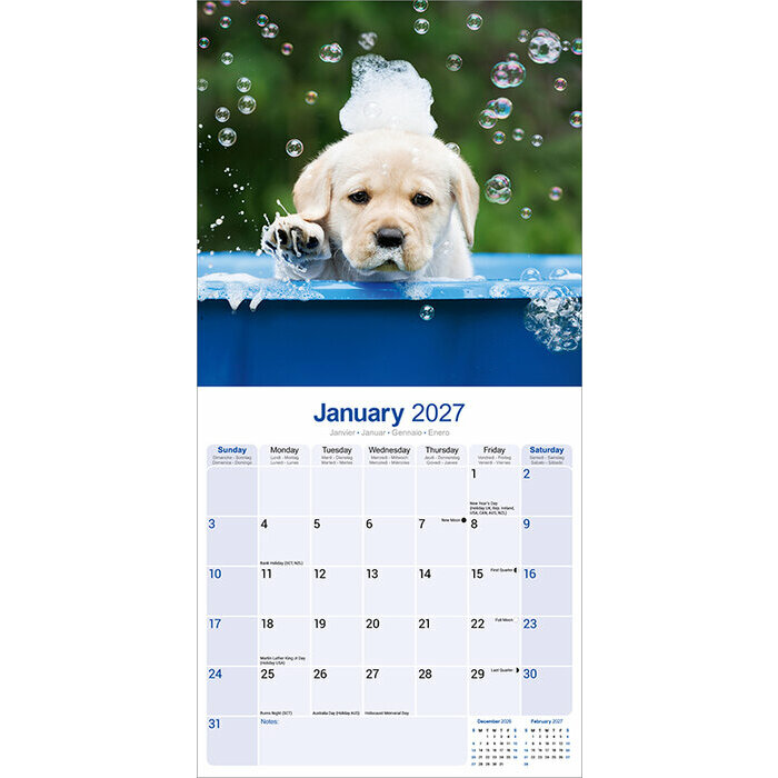 Calendrier 2027 Chiots Labrador Retriever Sable Calendrier papier Labrador Chiot 2027