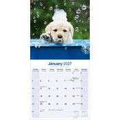 Calendrier 2027 Chiots Labrador Retriever Sable Calendrier papier Labrador Chiot 2027