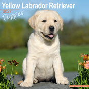 Calendrier 2027 Chiots Labrador Retriever Sable Calendrier Labrador Chiot 2027