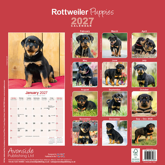 Calendrier 2027 Chiots Rottweiler Calendrier 2027 Rottweiler Chiot