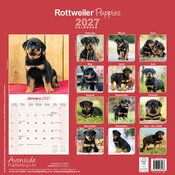 Calendrier 2027 Chiots Rottweiler Calendrier 2027 Rottweiler Chiot