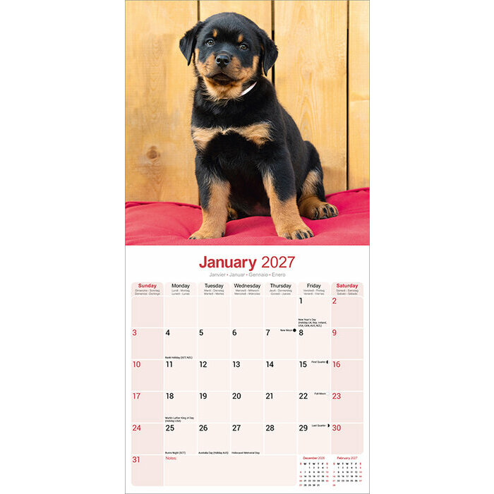 Calendrier 2027 Chiots Rottweiler Calendrier papier 2027 Rottweiler Chiot