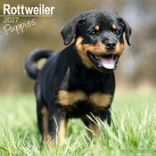 Calendrier 2027 Chiots Rottweiler Calendrier Mural 2027 Rottweiler Chiot
