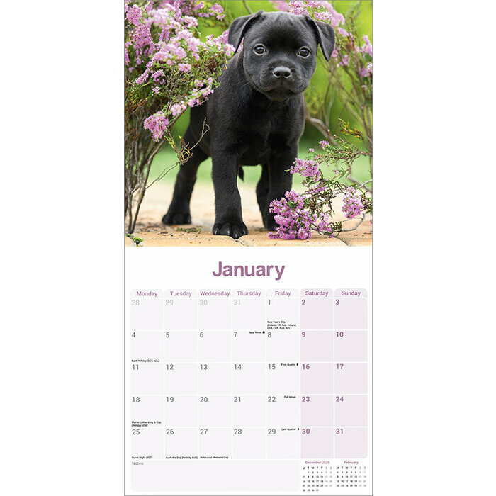 Calendrier Mural Staffie bull 2027