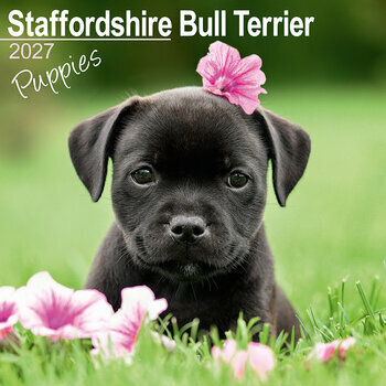 Calendrier 2027 Chiots Staffordshire Bull Terrier