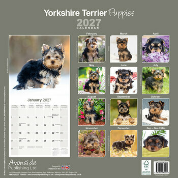 Calendrier 2027 Chiots Yorkshire Terrier