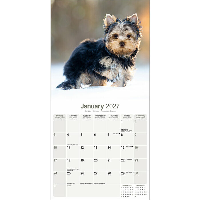 Calendrier chien Yorkshire 2027