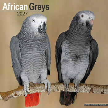 Calendrier 2027 Perroquet Gris du Gabon