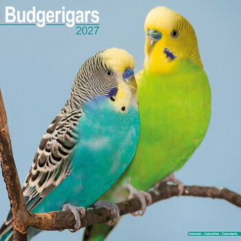 Calendrier 2027 Oiseaux Perruche