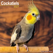 Calendrier Perruche Calopsitte 2027