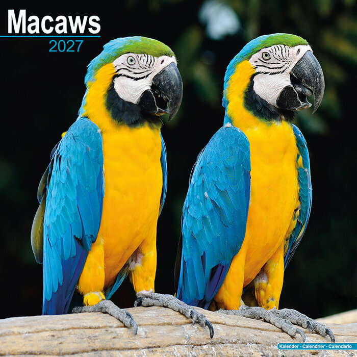 Calendrier 2027 Perroquet Ara Macaw Calendrier Ara Perroquet Bleu et Jaune 2027