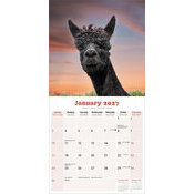 Calendrier 2027 Lama Alpaga
