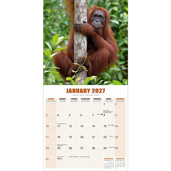 Calendrier Orang Outan Singe et Gorille