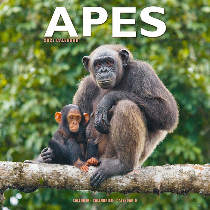 Calendrier 2027 Papier Singe et Gorille