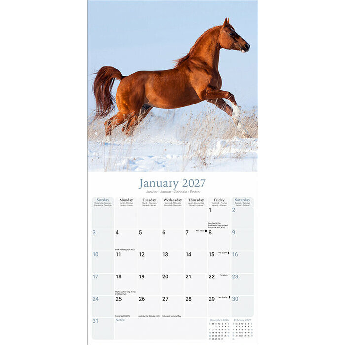 Calendrier Papier 2027 Chevaux Arabes